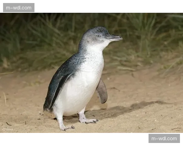 岛人5-4加时险胜企鹅,巴尔扎尔打入绝杀球 岛人5-4加时险胜企鹅,巴尔扎尔打入绝杀球